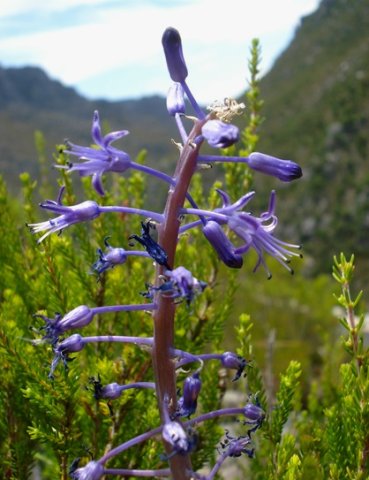 Spetaea lachenaliiflora flower stem or axis